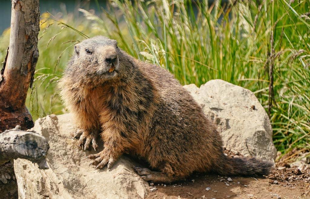 Murmeltier am Stanserhorn in der Schweiz