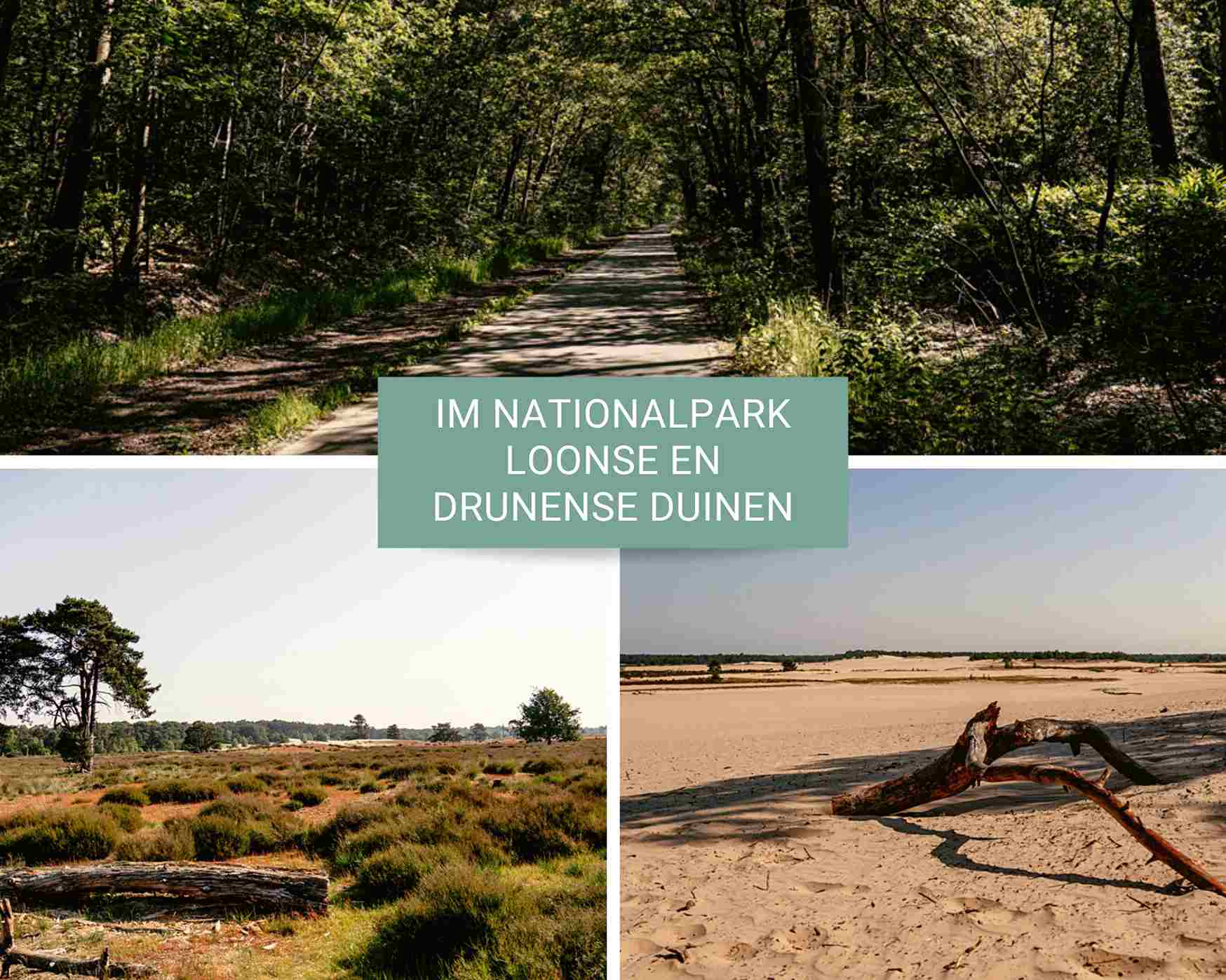 Landschaft im Loonse en Drunense Duinen Nationalpark in Brabant