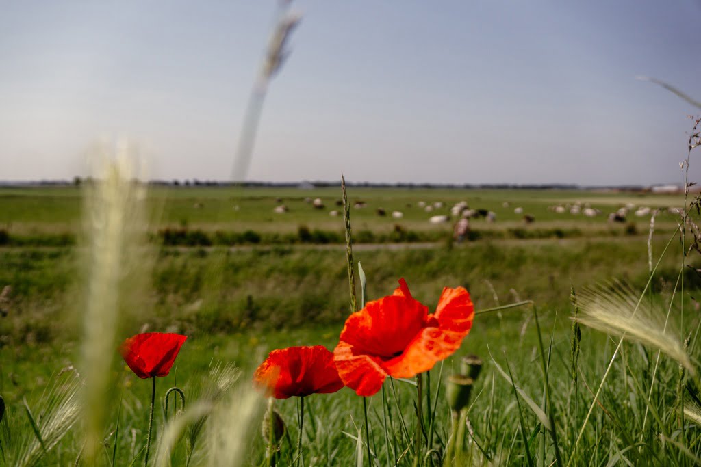 Idyllische Landschaft in der Provinz Brabant in Holland