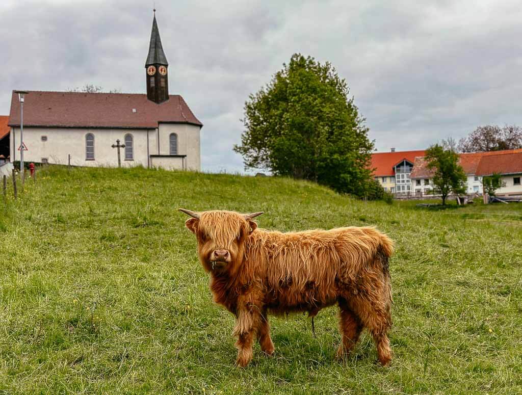 Schottisches Hochlandrind vor Kirche in Wilfingen im Schwarzwald