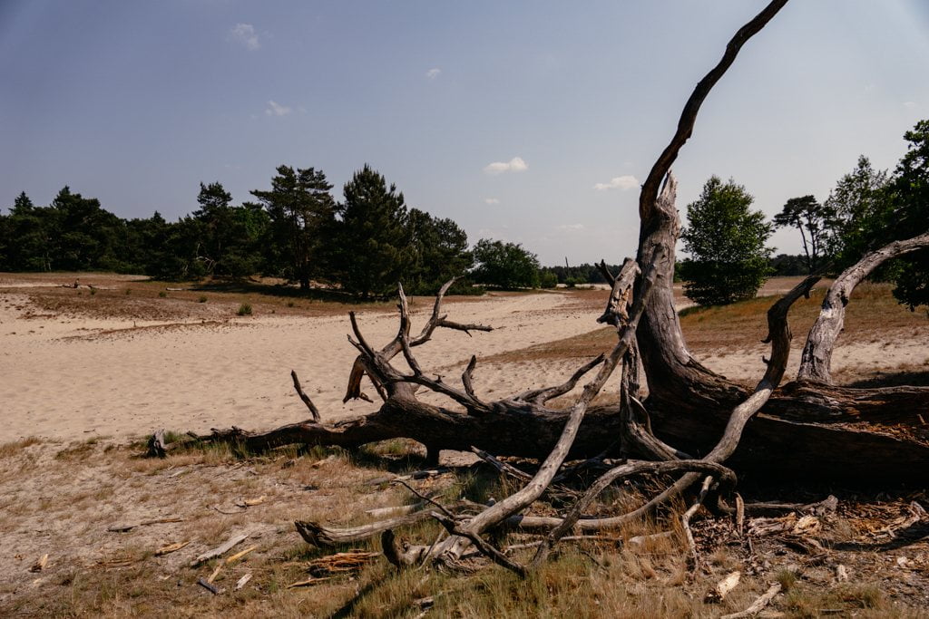 B&auml;ume und D&uuml;nen im Loonse en Drunense Duinen Nationalpark in Brabant