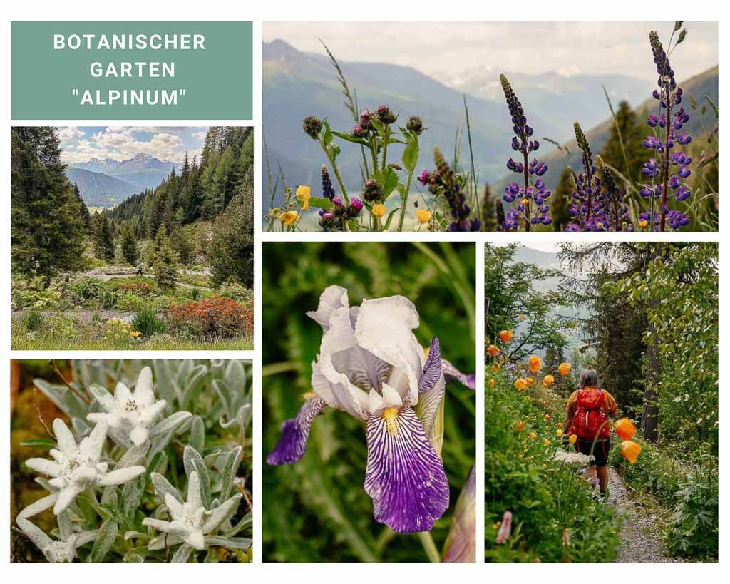 Botanischer Garten Alpinum Schatzalp