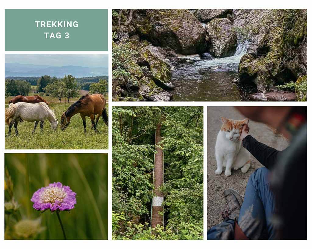 Trekking im Schwarzwald auf dem Hochrhein-H&ouml;henweg