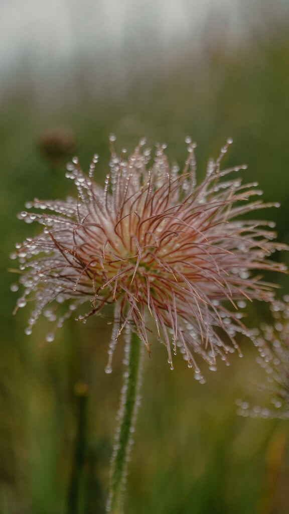 Blume mit Regentropfen im Montafon