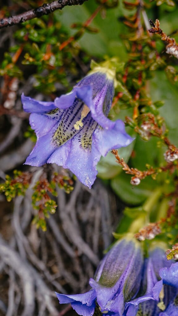 Enzian am Golmer H&ouml;henweg im Montafon