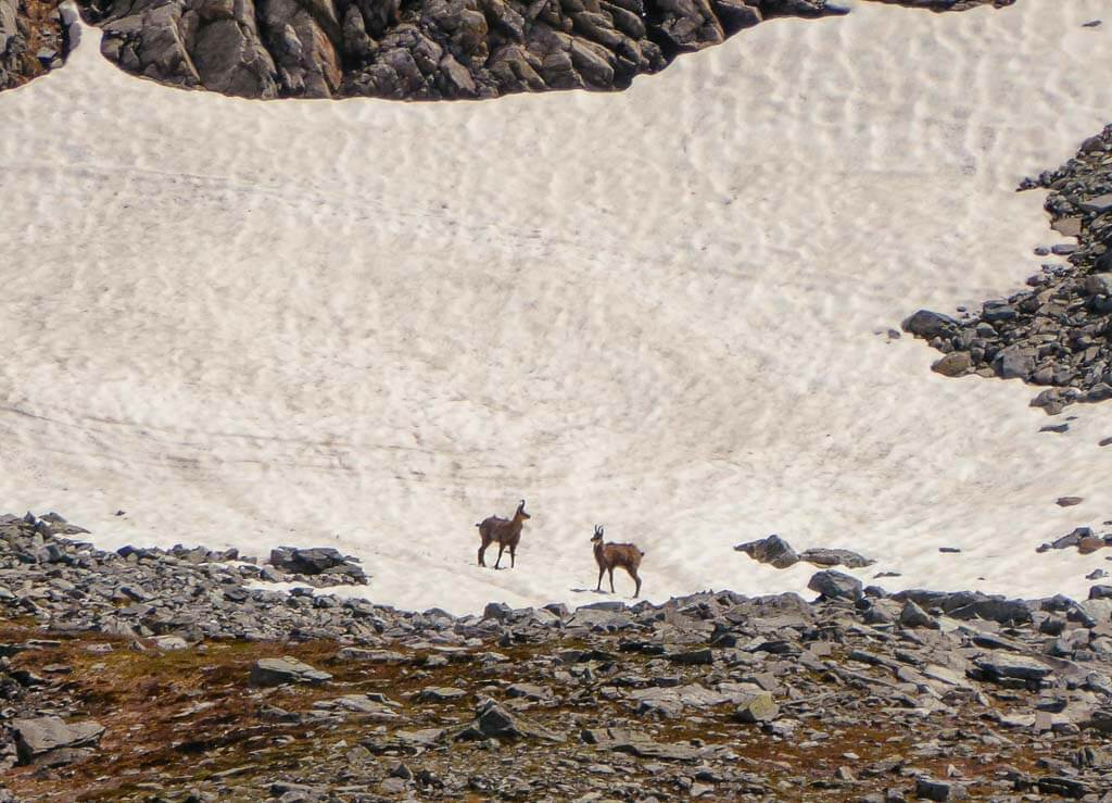 G&auml;msen im Schneefeld im Montafon
