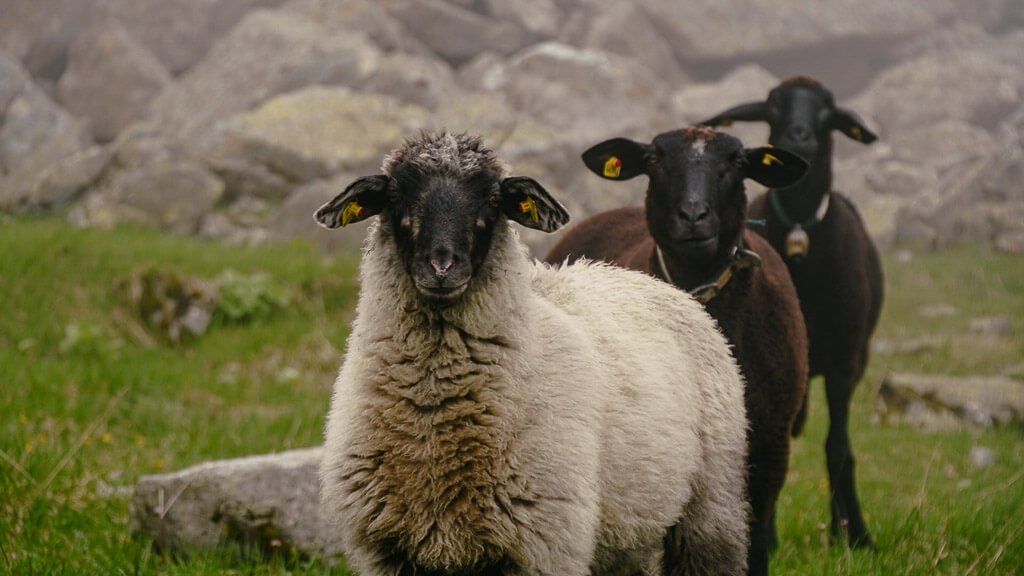 Montafoner Steinschafe an der T&uuml;binger H&uuml;tte
