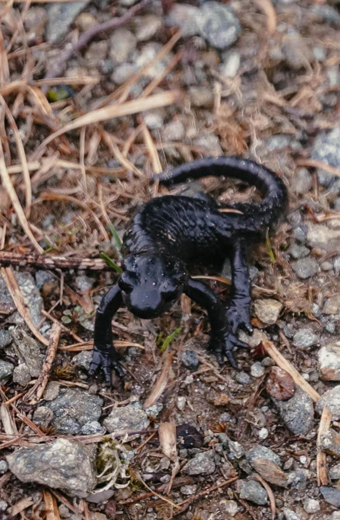 Alpensalamander im Montafon