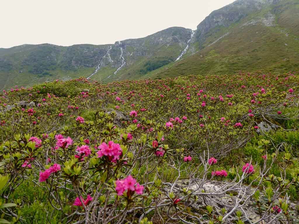 Alpenrosen beim Wandern zur Silvretta-Bielerh&ouml;he im Montafon