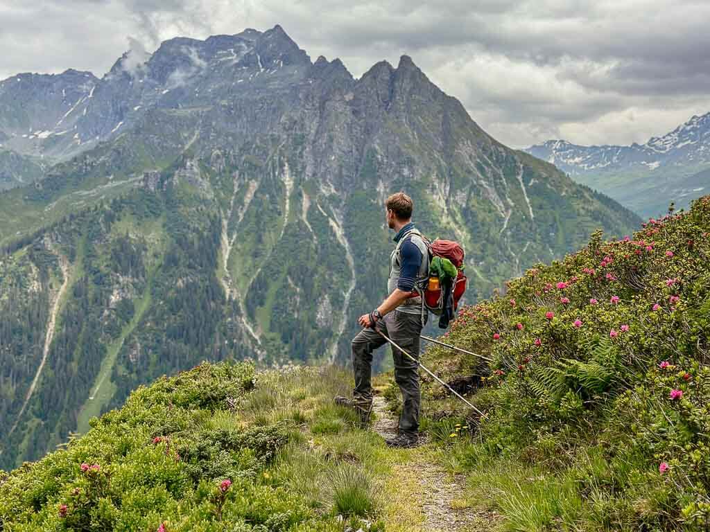 Alpenrosen auf dem Wanderweg bei Gargellen - Montafoner H&uuml;ttenrunde