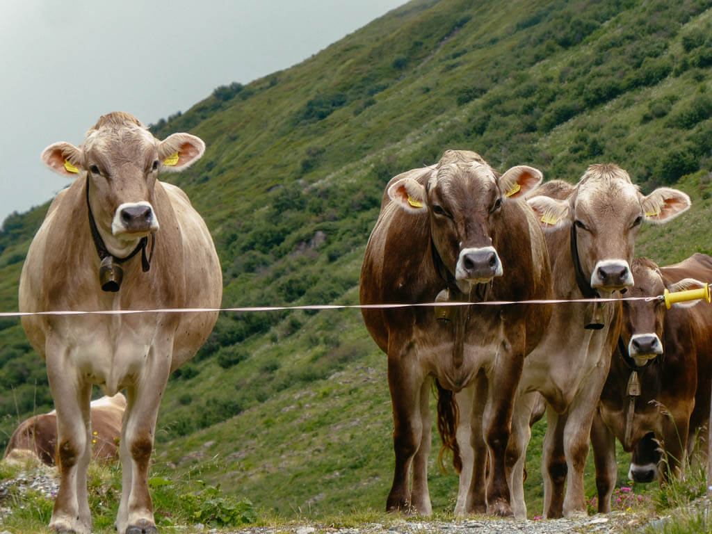 K&uuml;he im Vergaldnertal im Montafon