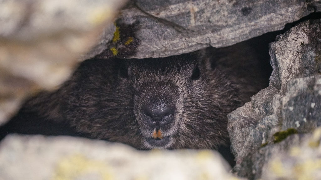 Murmeltier in seiner H&ouml;hle in der Silvretta Montafon