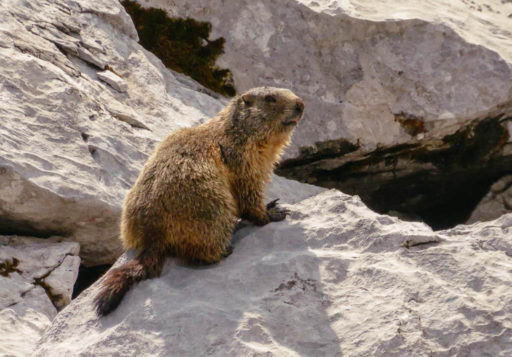 Murmeltier im Montafon auf Felsen