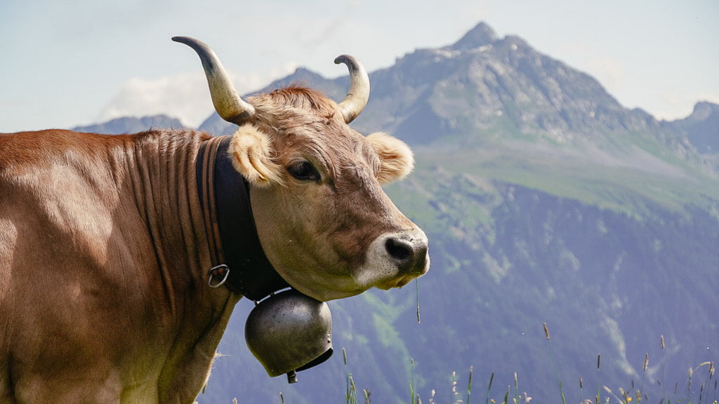 Kuh im Montafon an der Versettla Bergstation