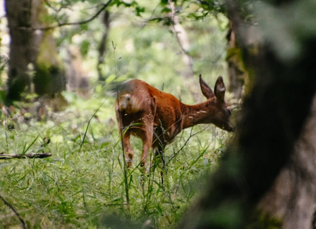 Begegnung mit einem Reh auf dem Habichtswaldsteig