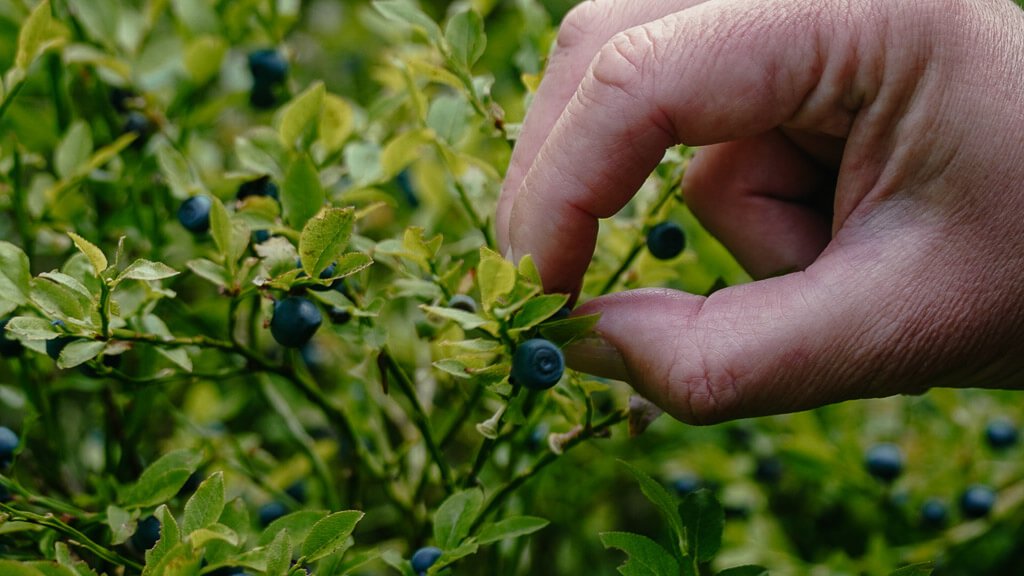 Heidelbeeren pfl&uuml;cken auf dem KAT Walk