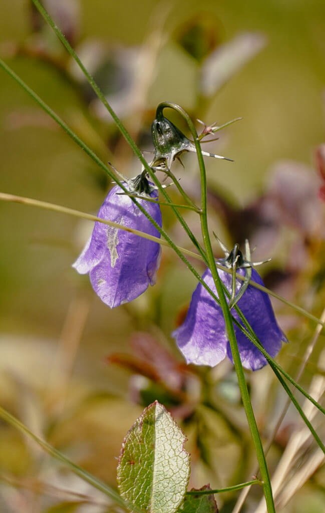 Bergblume auf dem Wanderweg KAT Walk in den Kitzb&uuml;heler Alpen