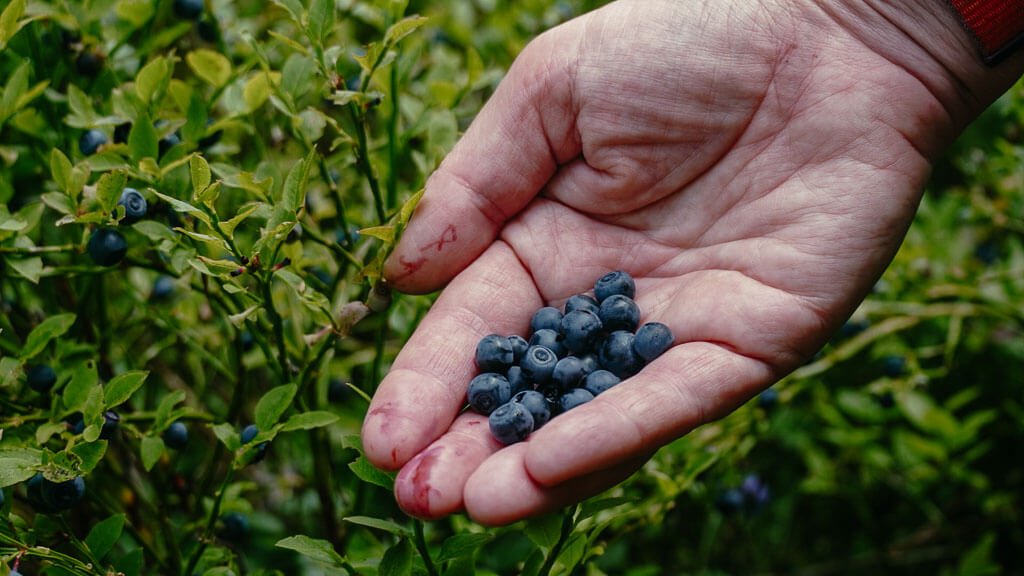 Heidelbeeren auf dem KAT Walk in den Kitzb&uuml;heler Alpen