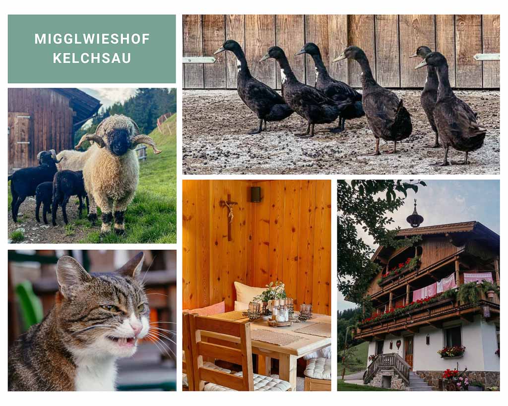 Tiere auf dem Migglwieshof in der Kelchsau
