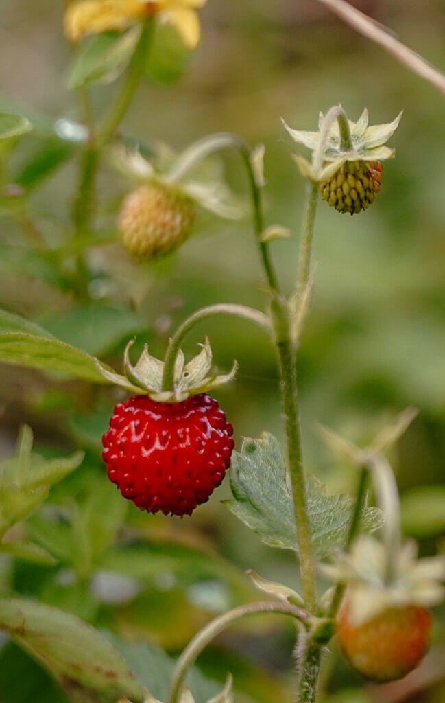 Wilde Erdbeere in den Kitzb&uuml;heler Alpen