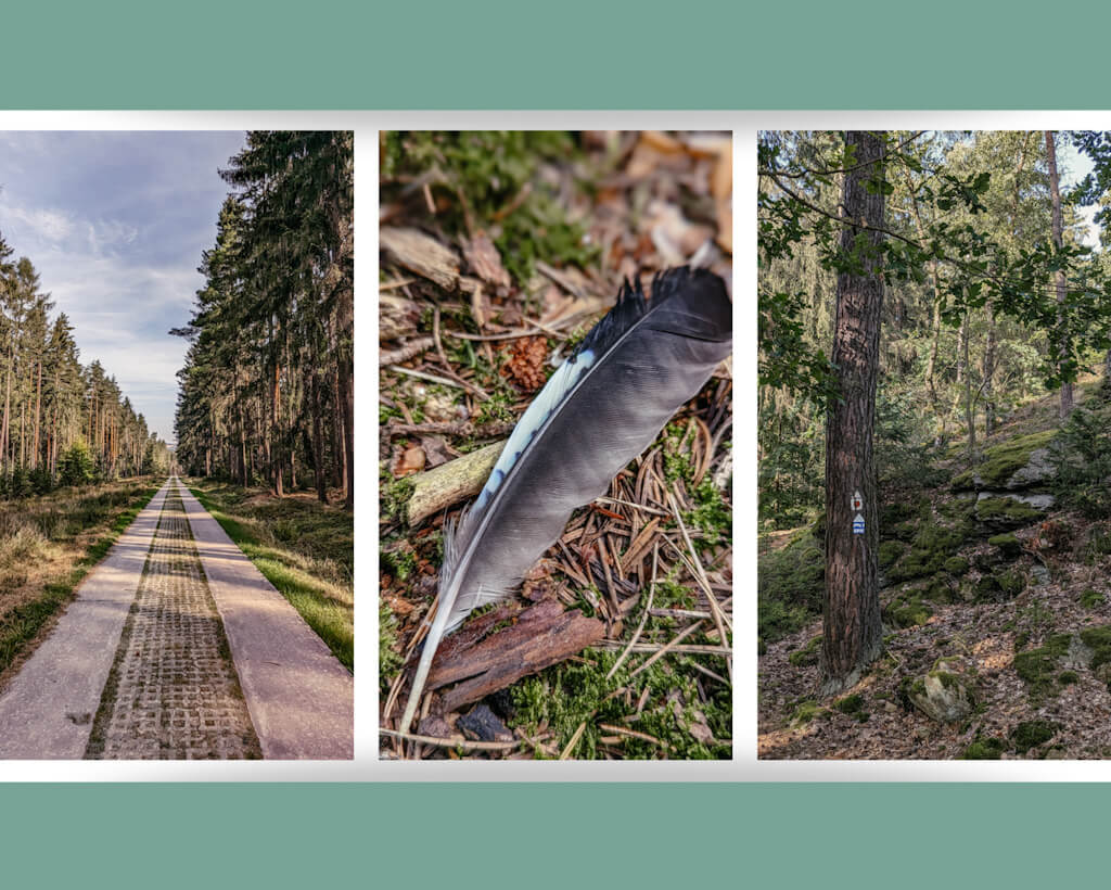 Waldimpressionen am Elsterperlenweg