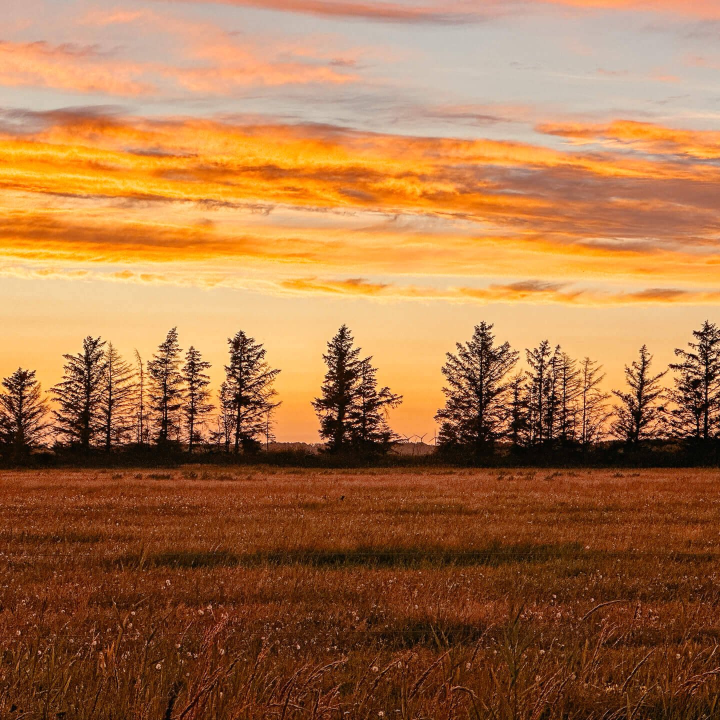 Sonnenuntergangs-Spektakel bei Saksfjed Hyllekrog auf Lolland in Dänemark