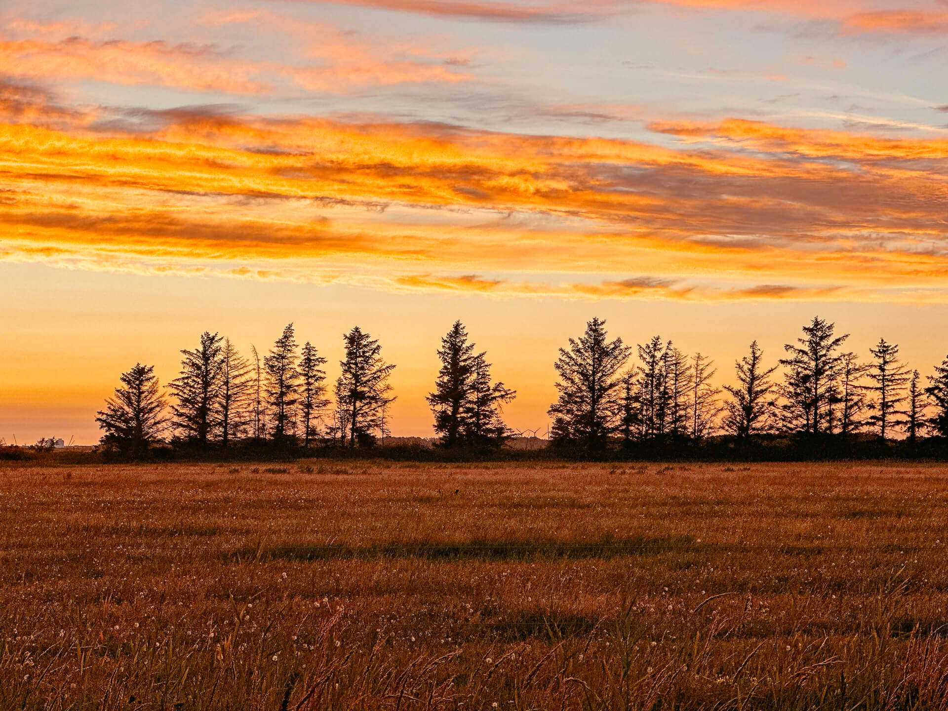 Sonnenuntergangs-Spektakel bei Saksfjed Hyllekrog auf Lolland in Dänemark