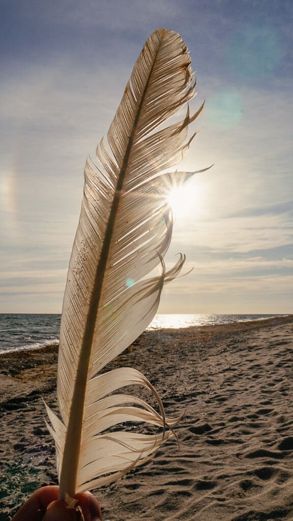 Feder am Sandstrand von Saksfjed Hyllekrog auf Lolland in D&auml;nemark