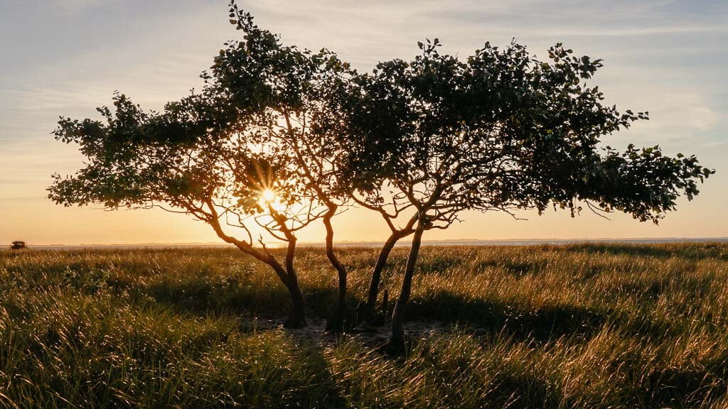Baum im Sonnenuntergang im Naturgebiet Albuen auf Lolland in D&auml;nemark