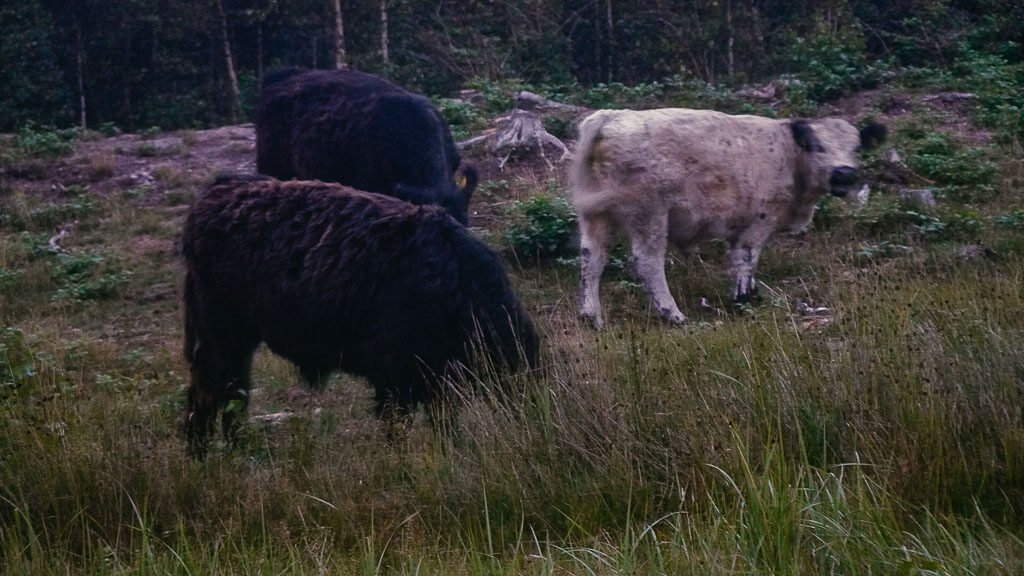 Wilde Rinder beim Wandern im Botoskoven auf Falster in D&auml;nemark