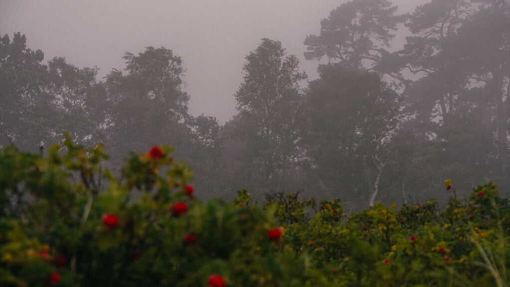Hagebutten am Strandabschnitt direkt am B&oslash;t&oslash;skoven-Wald