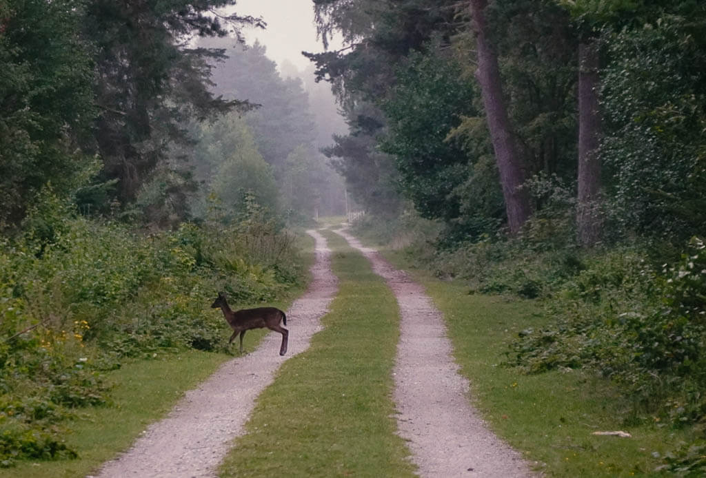 Reh auf dem Wanderweg im Botoskoven auf Falster in D&auml;nemark
