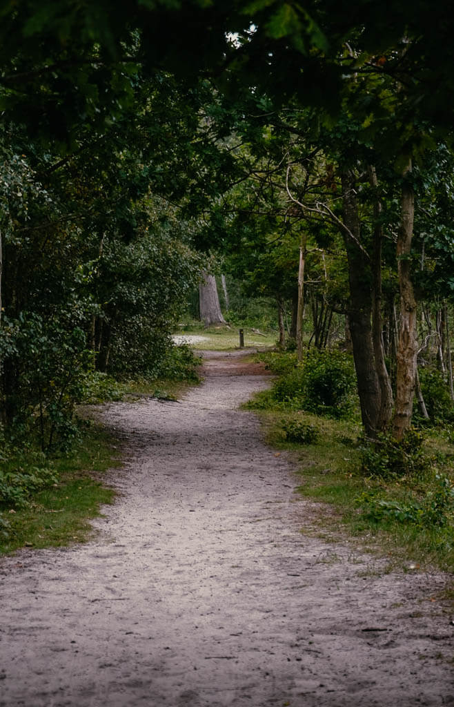 Sandiger Wanderweg beim Wandern im Botoskoven auf Falster in D&auml;nemark