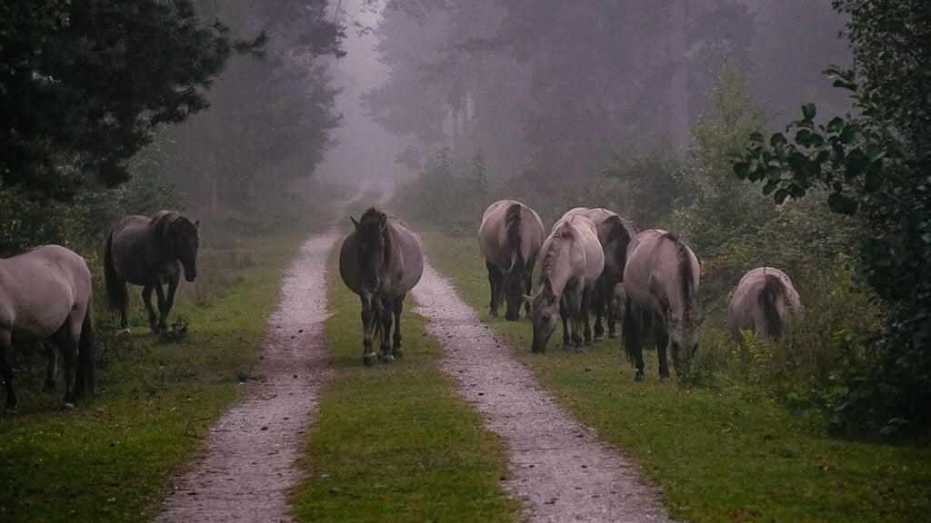 Wilde Pferde beim Wandern im Botoskoven auf Falster in D&auml;nemark