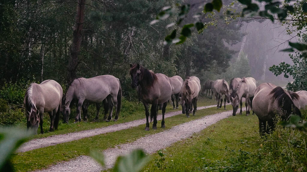 Wilde Pferde beim Wandern im Botoskoven auf Falster in D&auml;nemark