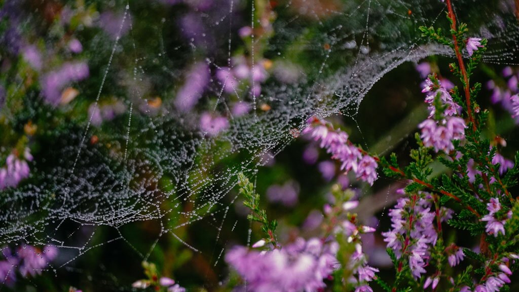 Heidekraut im Hochmoor von Horreby Lyng auf Falster in D&auml;nemark