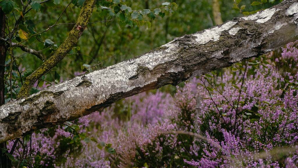Wandern im Hochmoor von Horreby Lyng auf Falster in D&auml;nemark