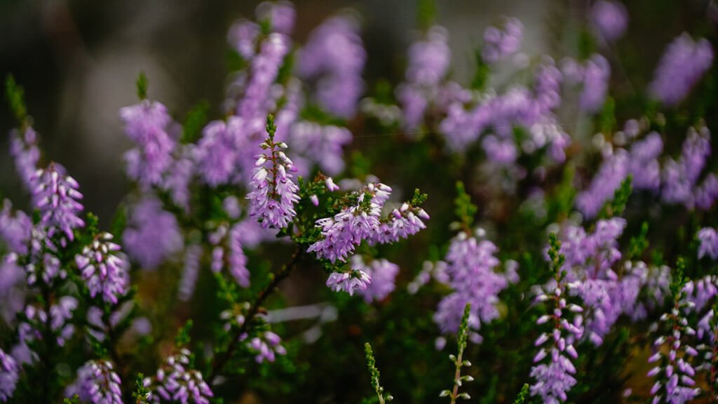 Heidebl&uuml;te im Hochmoor von Horreby Lyng auf Falster in D&auml;nemark