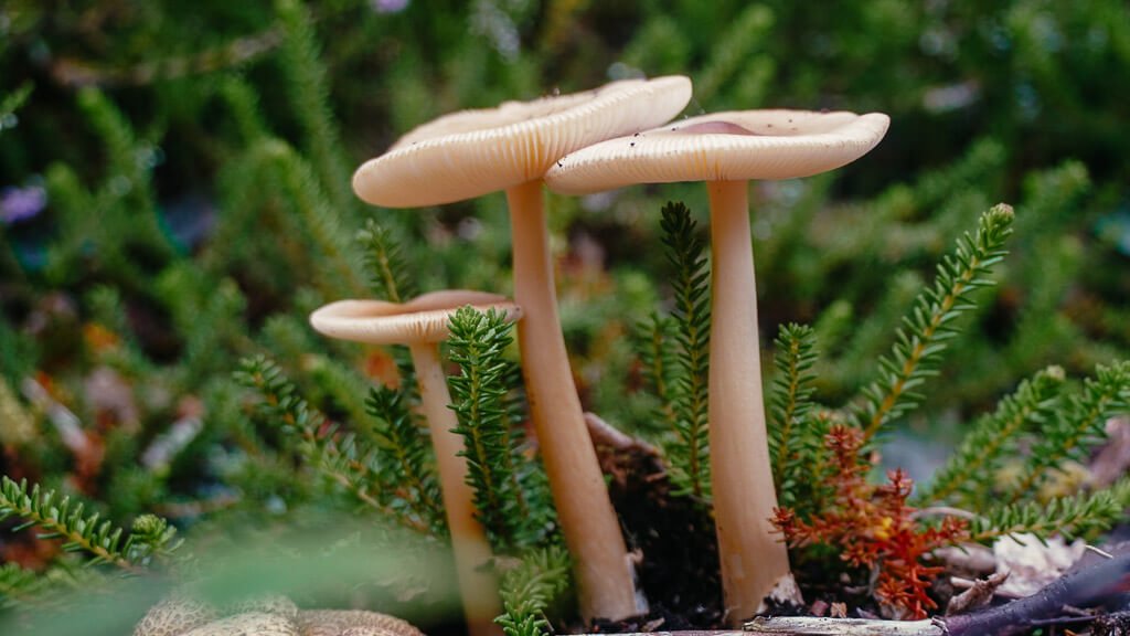 Pilze im Hochmoor von Horreby Lyng auf Falster in D&auml;nemark