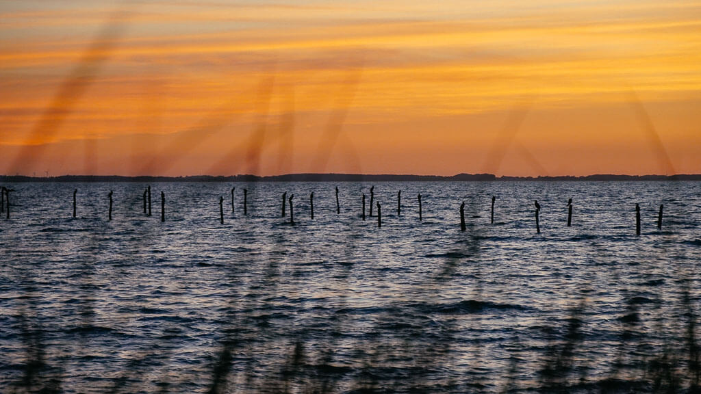 Kormorane im Sonnenuntergang bei Albuen auf Lolland in D&auml;nemark