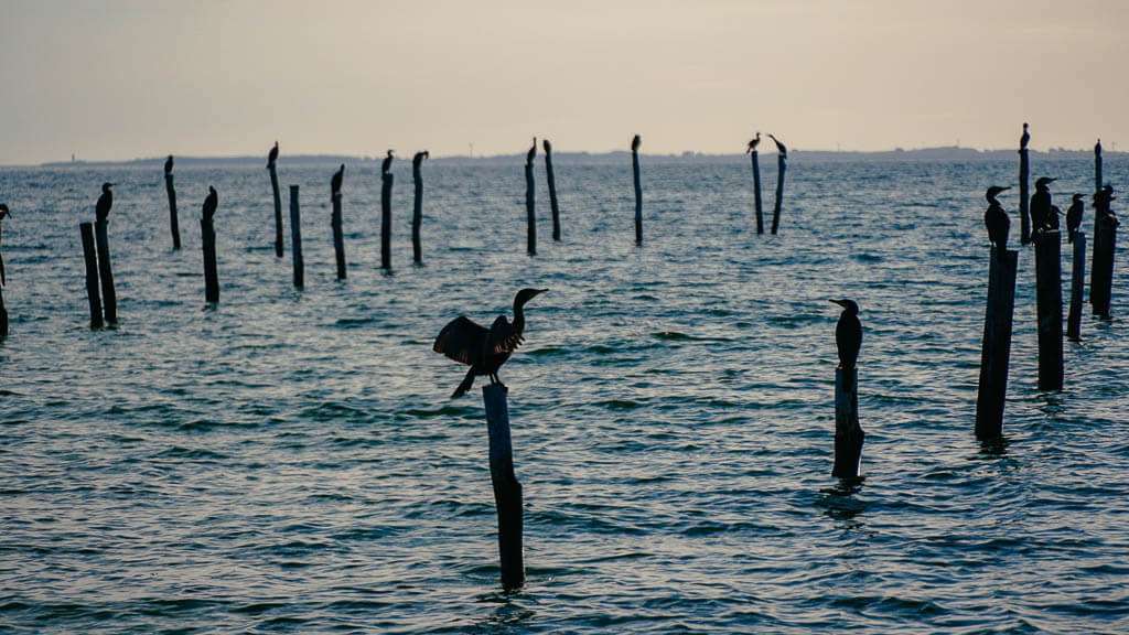 Kormorane im Albuen Naturgebiet beim Wandern in Lolland, D&auml;nemark