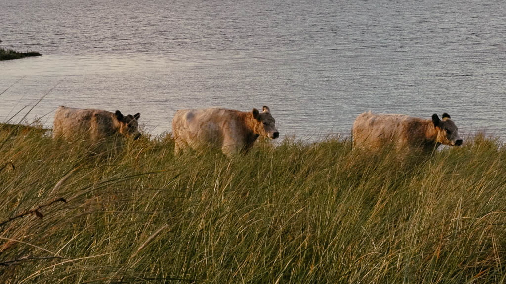 K&uuml;he in Saksfjed Hyllekrog auf Lolland in D&auml;nemark