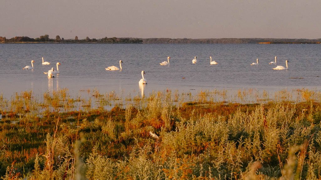 Schw&auml;ne im Naturschutzgebiet Saksfjed-Hyllekrog auf Lolland in D&auml;nemark