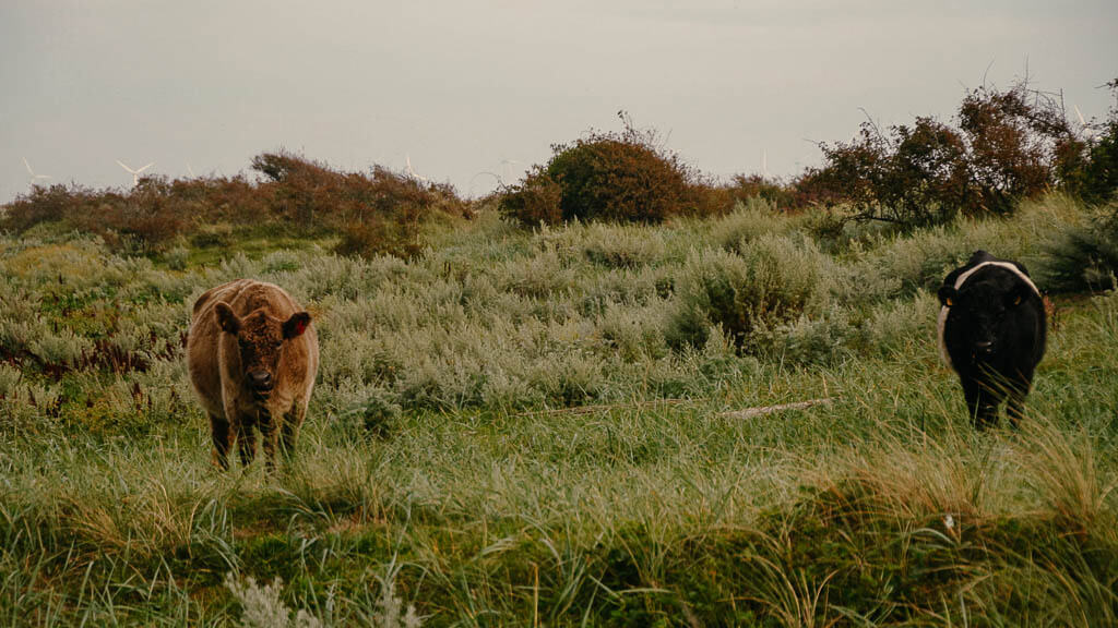 K&uuml;he beim Wandern in Saksfjed-Hyllekrog auf Lolland in D&auml;nemark