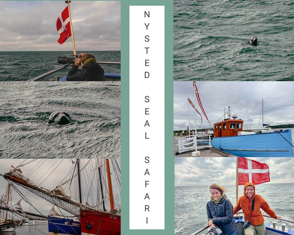 Robben sichten auf der Nysted Seal Safari bei Lolland in D&auml;nemark