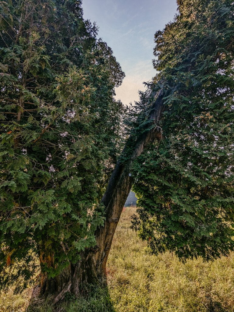 Lebensbaum beim Wandern auf dem Elsterperlenweg im Vogtland