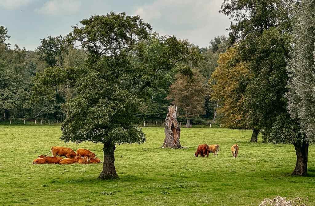 L&auml;ndliche Idylle im Naturschutzgebiet Emscherbruch