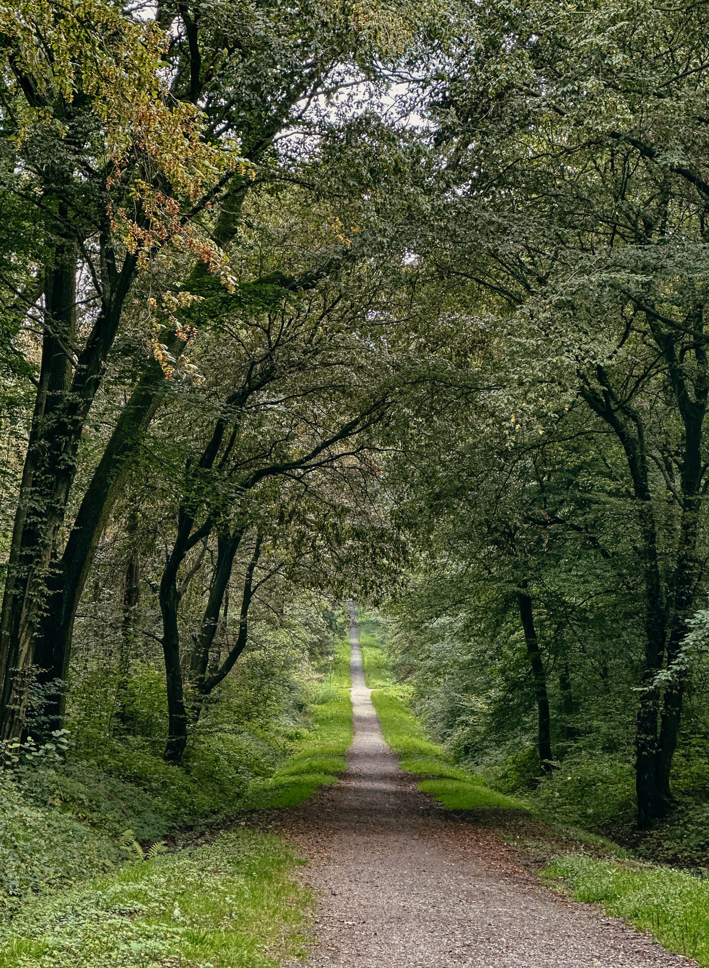 Waldweg im Emscherbruch bei der Radtour im Ruhrgebiet