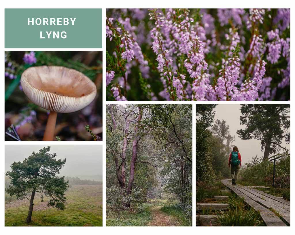 Wandern im Hochmoor von Horreby Lyng auf Falster in D&auml;nemark