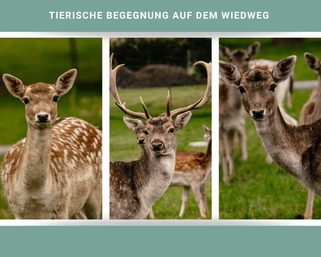 Damwild und Rehe beim Wandern auf dem Wiedweg im Westerwald